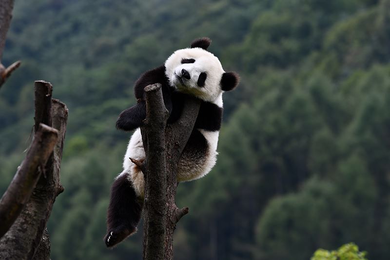 Panda at Wolong Panda Base