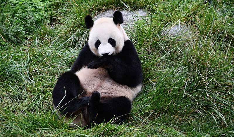 Panda in Bifengxia Panda Base