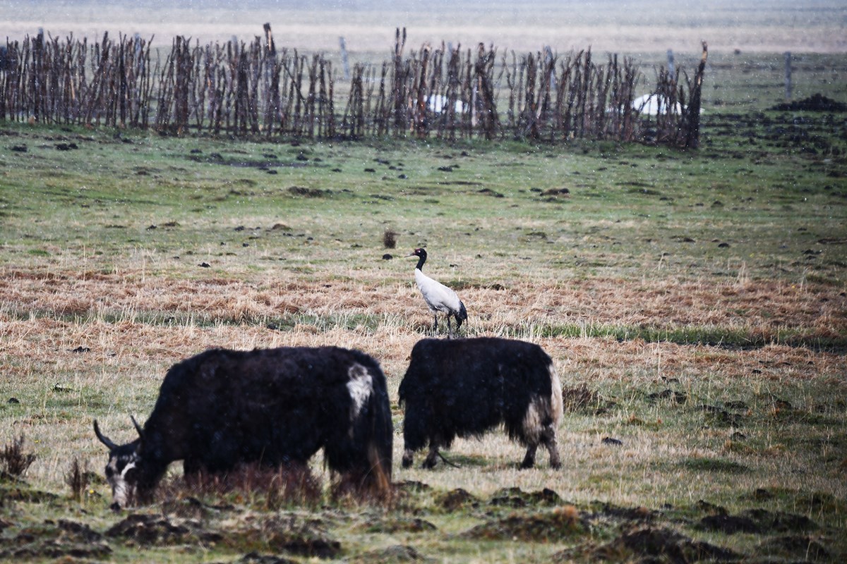 Black Necked Crane and Yaks | Photo by Liu Bin