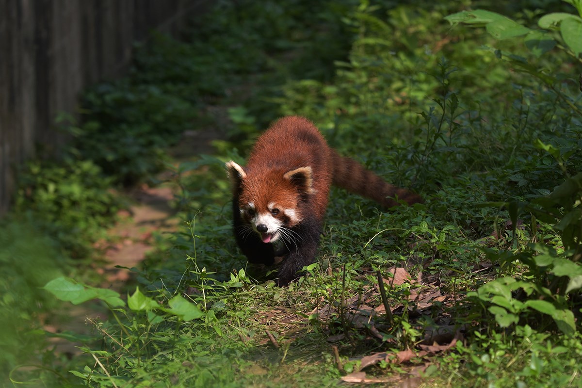 Red Panda | Photo by Liu Bin