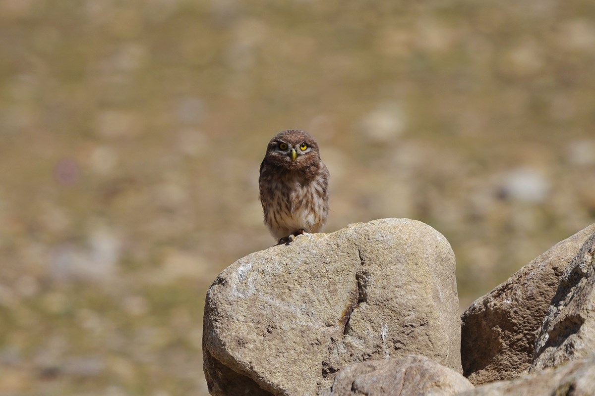 Little Owl | Photo by Liu Bin