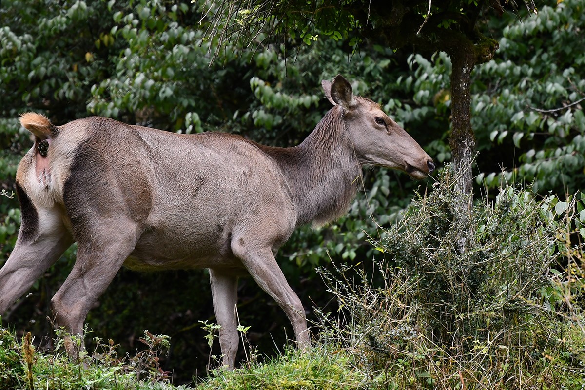 Sambar Deer | Photo by Liu Bin