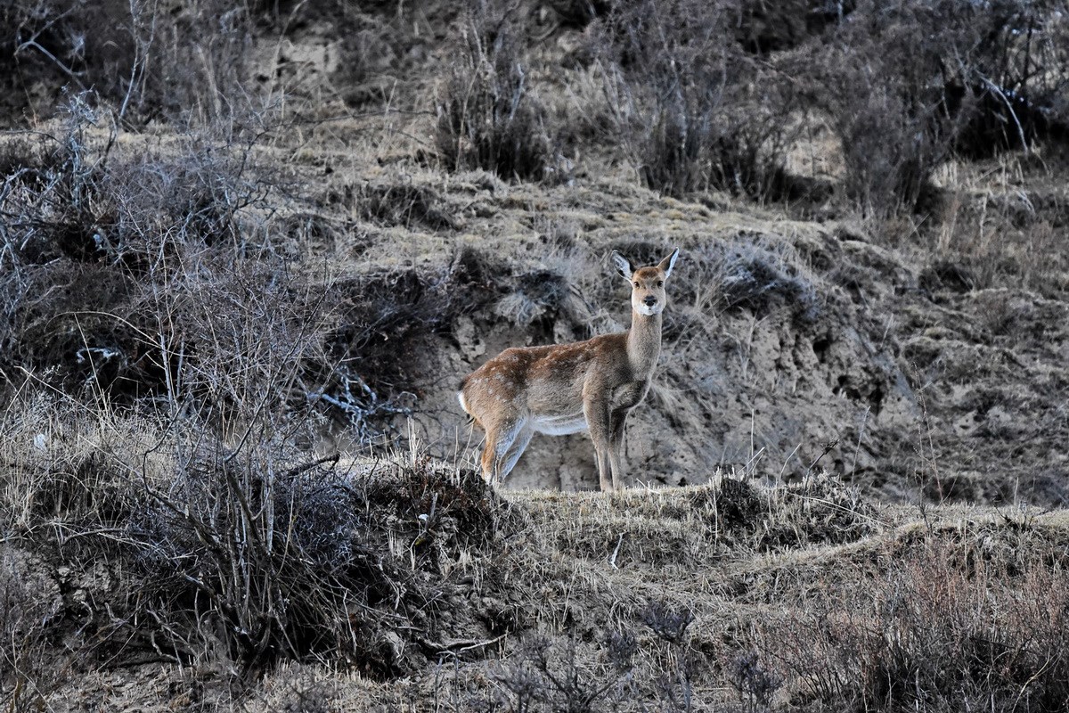 Sichuan Sika Deer in Tiebu Reserve | Photo by Liu Bin