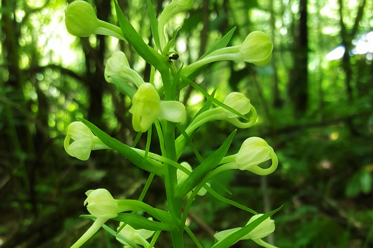 Platanthera japonica | Photo by Zhang Yong