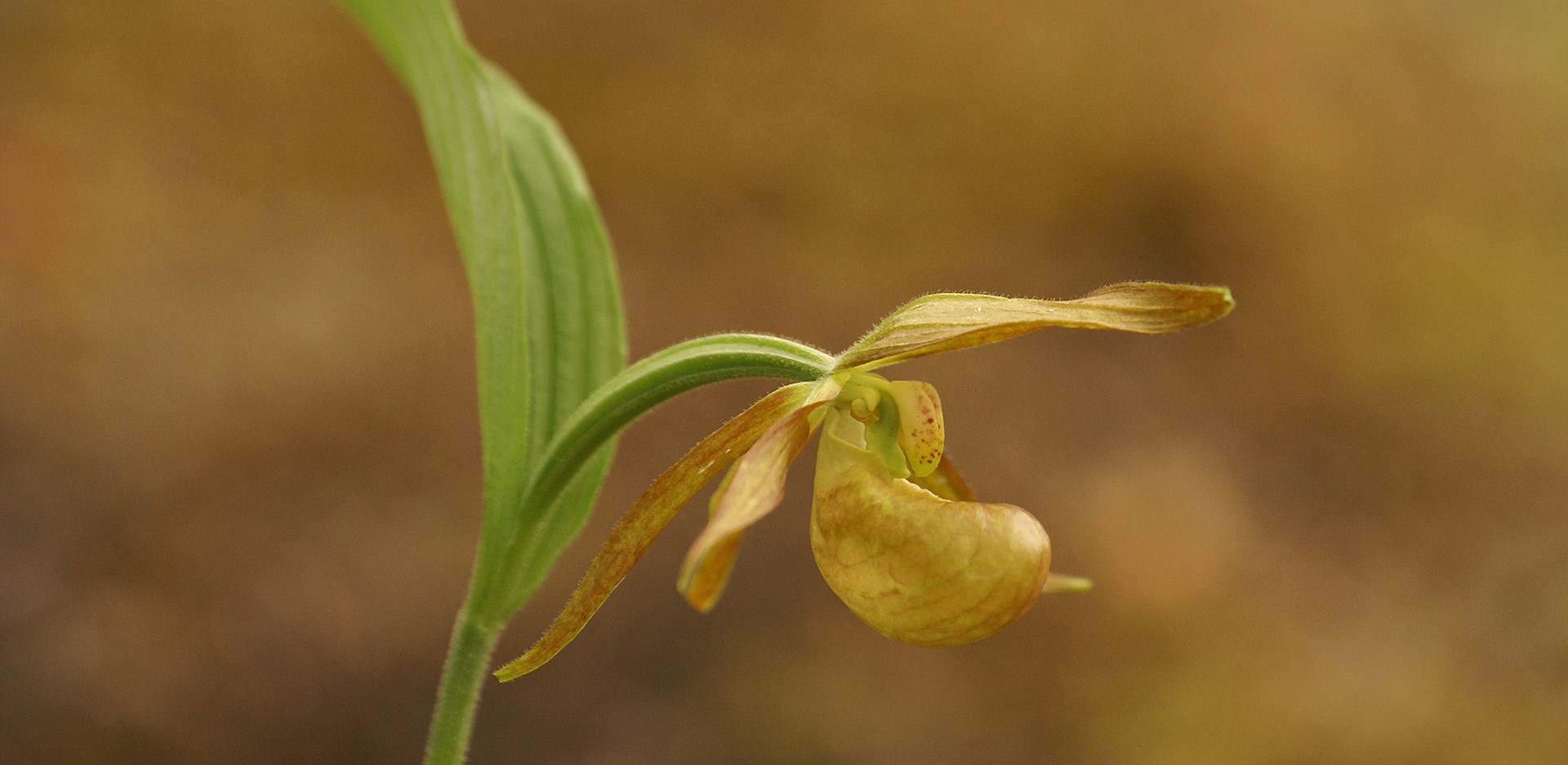 Orchid Watching Tour in Western Sichuan