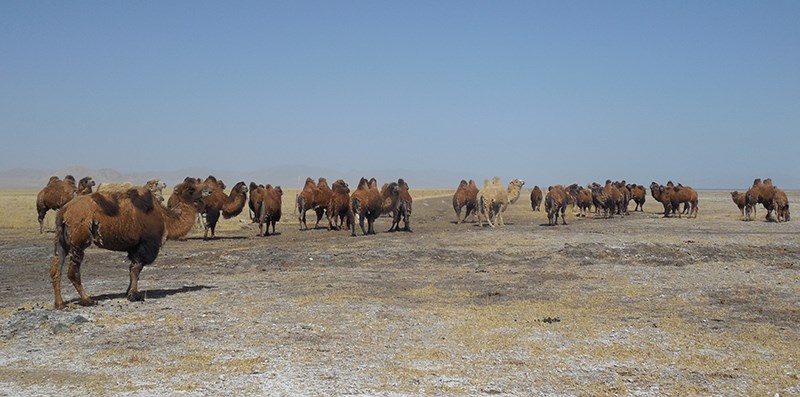 Camels by Xinjiang Tibet Highway