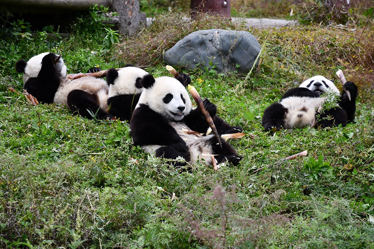 Panda in Wolong | Photo by Liu Bin