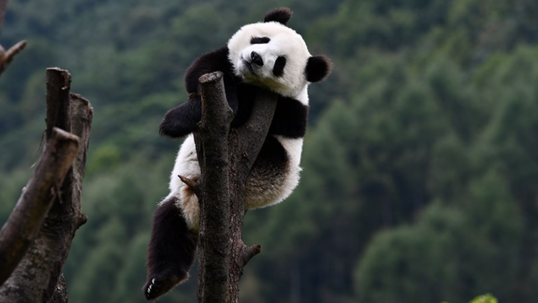 Panda in Wolong Panda Base
