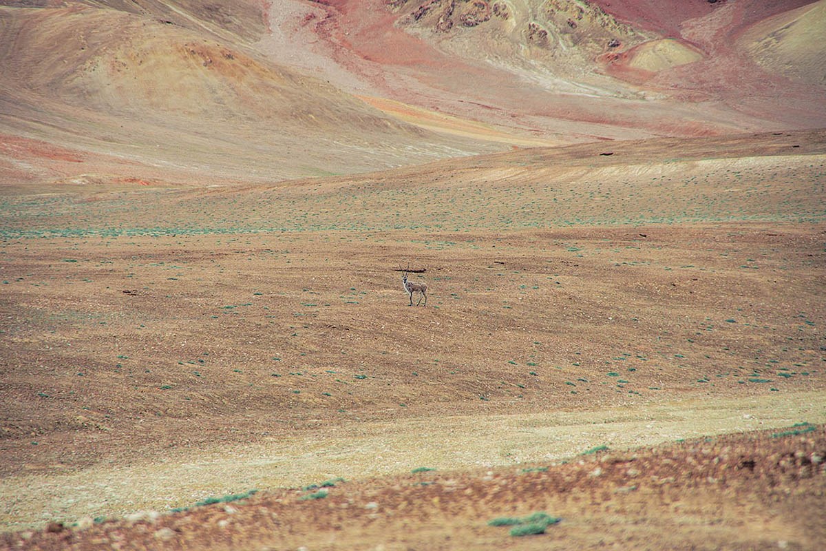 Tibetan Antelope (chiru)