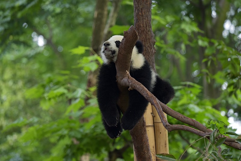 Panda in Chengdu Panda Base