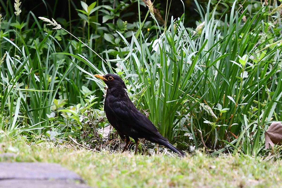Common Blackbird | Photo by Liu Bin