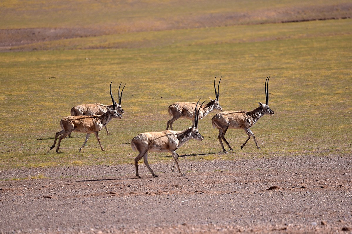 Tibetan Antelope | Photo by Liu Bin