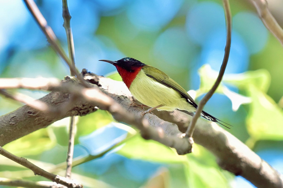 Fork Tailed Sunbird | Photo by Liu Bin