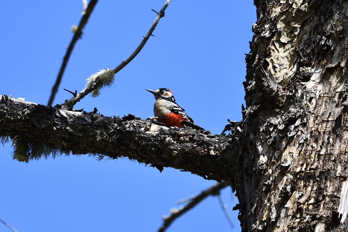 Great Spotted Woodpecker | Photo by Liu Bin