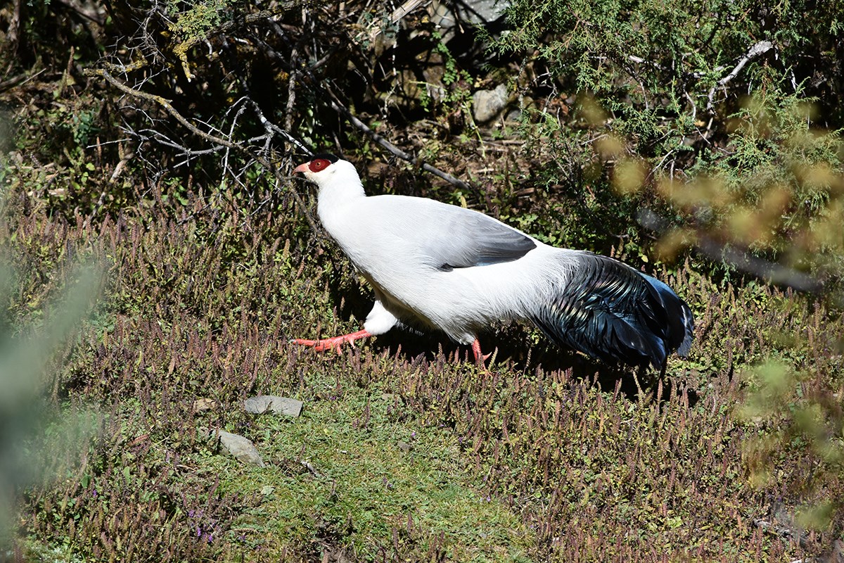 White Eared Pheasant | Photo by Liu Bin