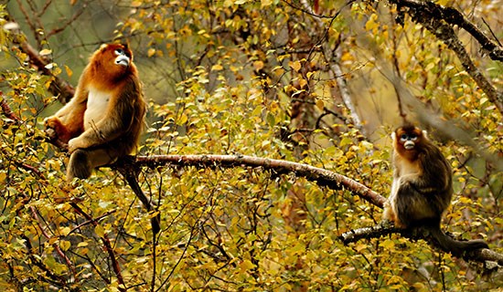 Bird Watching and Wildlife Travel in South Shaanxi and West Sichuan