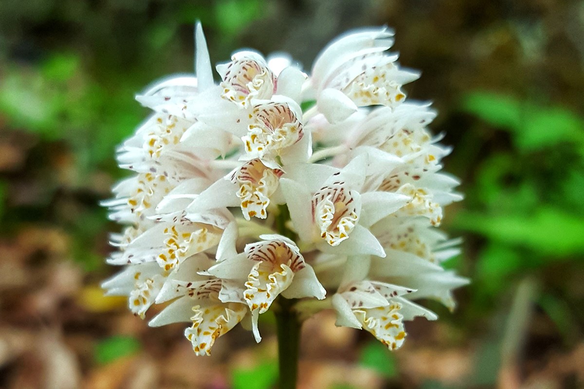 Oreorchis fargesii | Photo by Zhang Yong