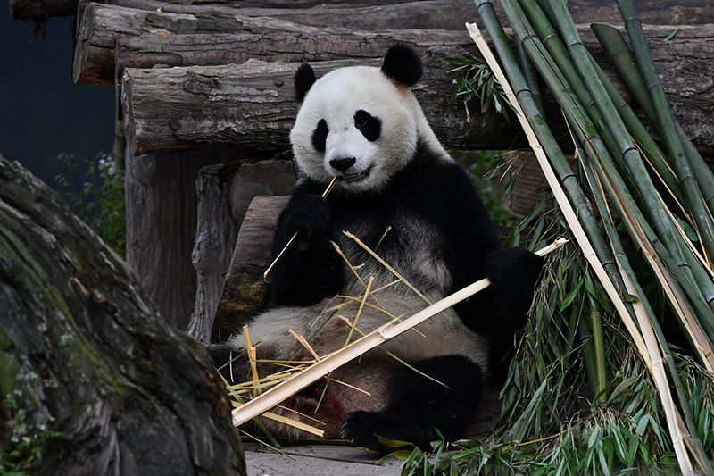 Pandas in Bifengxia