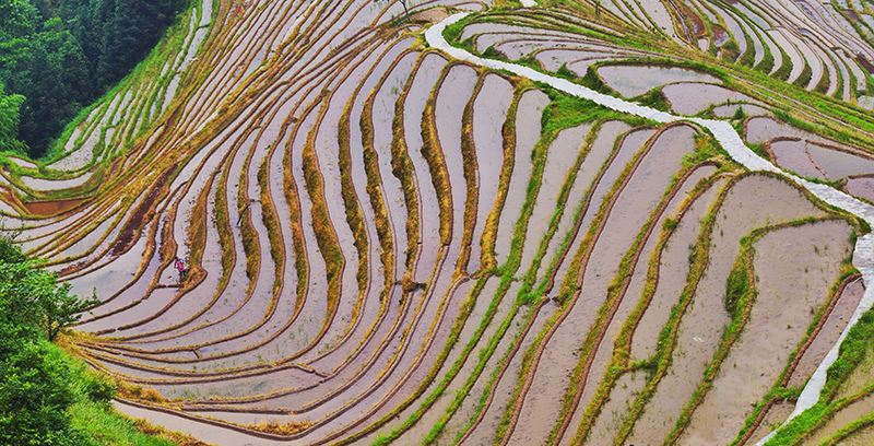 Rice Terraces of Longsheng