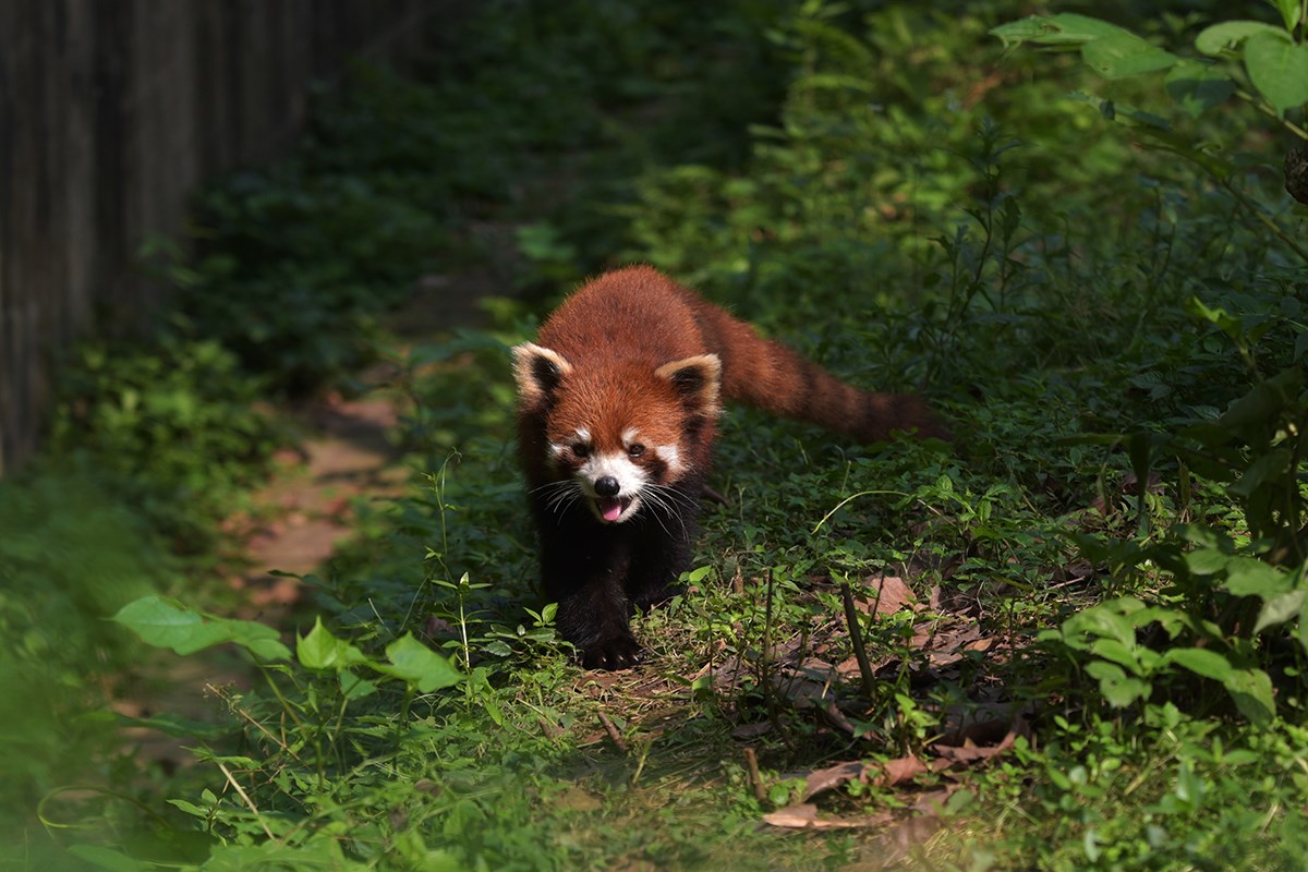 Red Pandas in Chengdu | Photo by Liu Bin