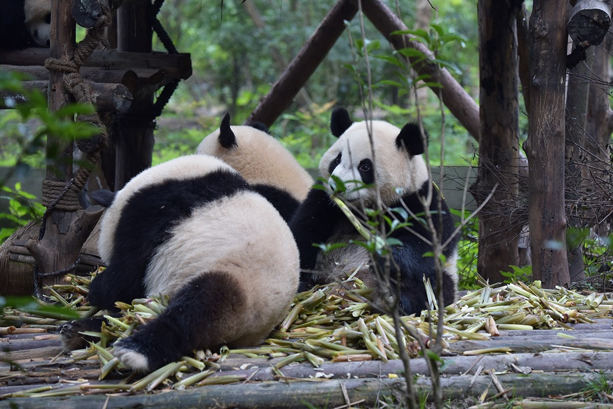 Giant Pandas in Chengdu | Photo by Liu Bin