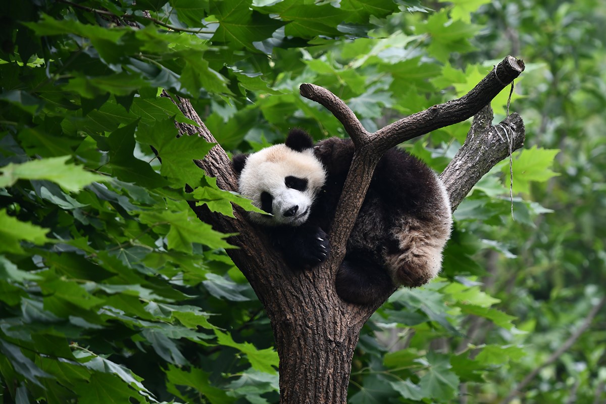 Panda in Dujiangyan | Photo by Liu Bin