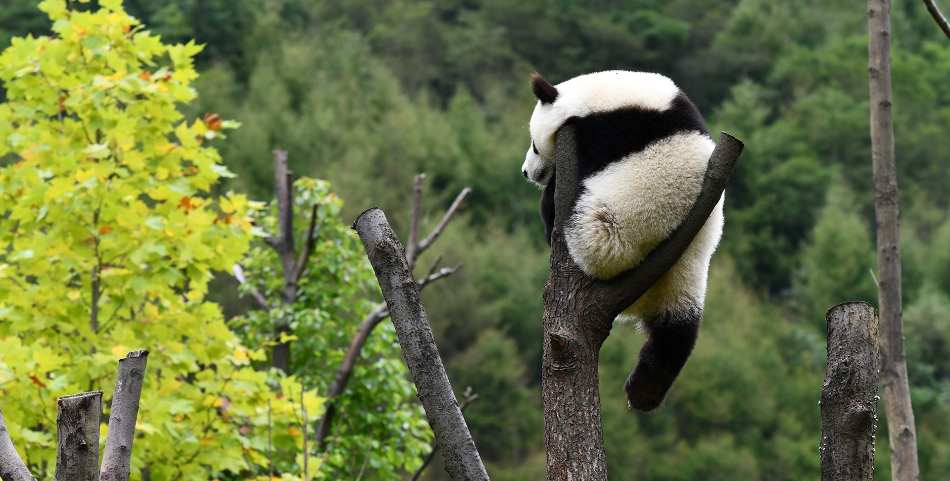 Explore Jiuzhaigou, Huanglong and Panda in Wolong
