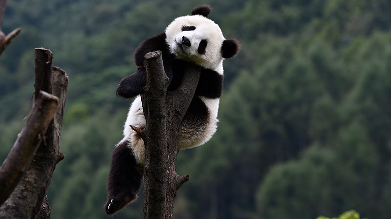 Panda in Wolong