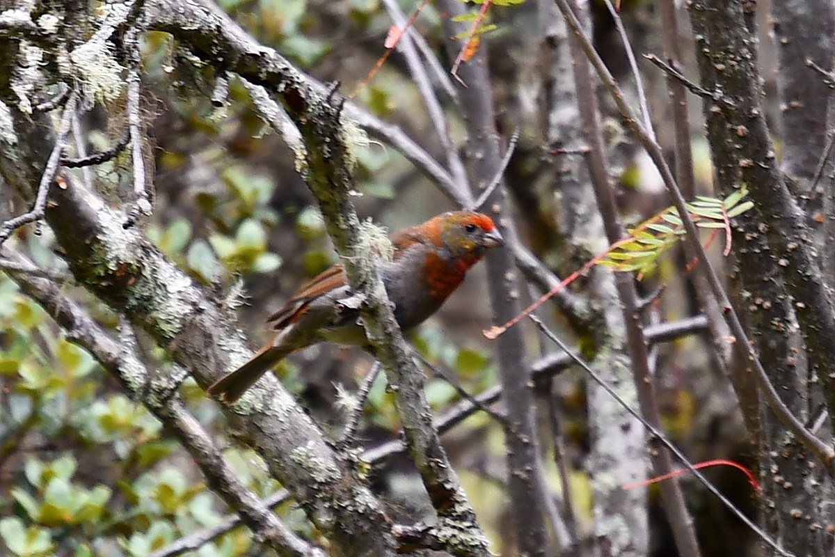 Red Browed Rosefinch | Photo by Liu Bin