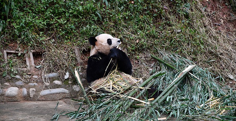 Pandas in Bifengxia