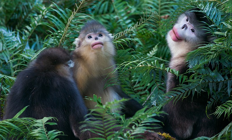 Snub-Nosed Monkeys